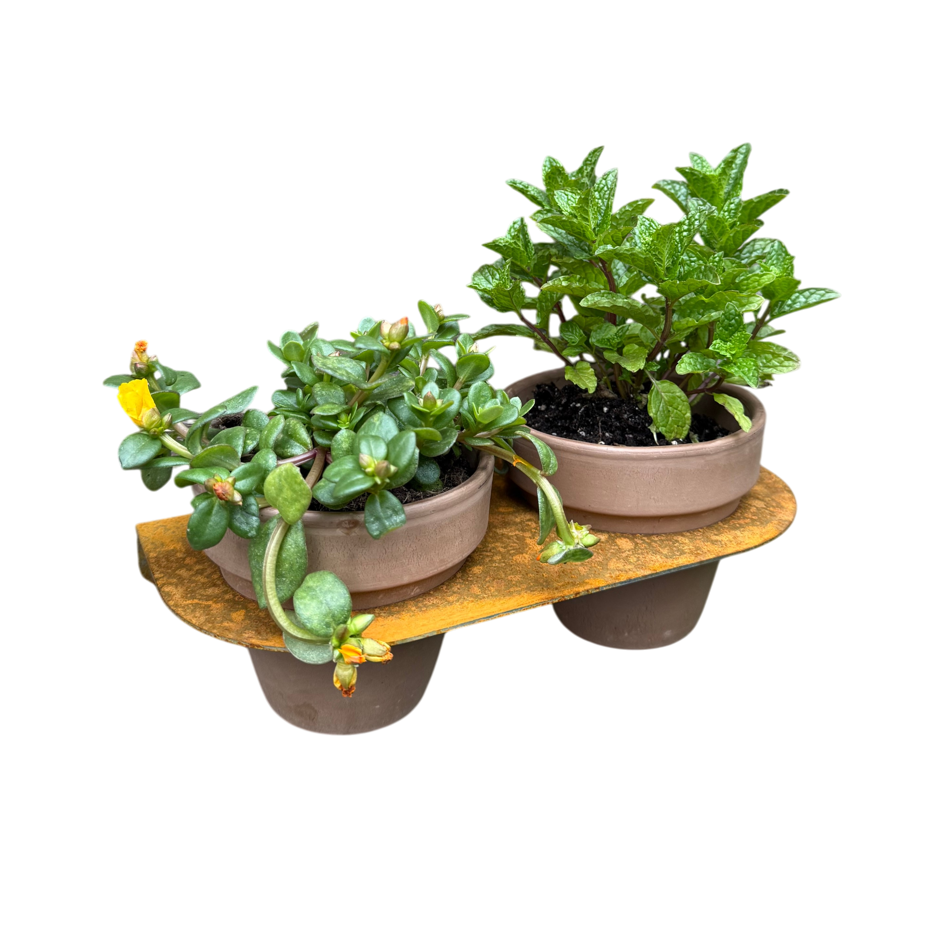 Bloempot ROOT