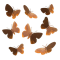 Tuinvorm BUTTERFAM