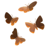 Tuinvorm BUTTERFLIES